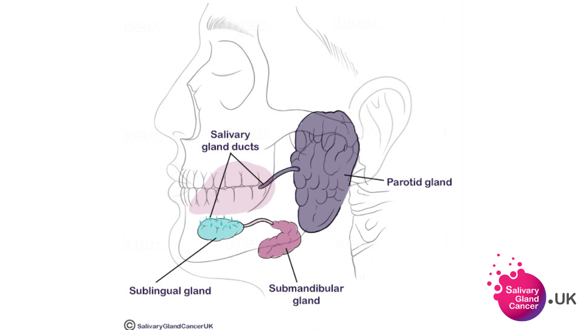 Salivary Glands What Is Salivary Gland Cancer? | Canadian Cancer