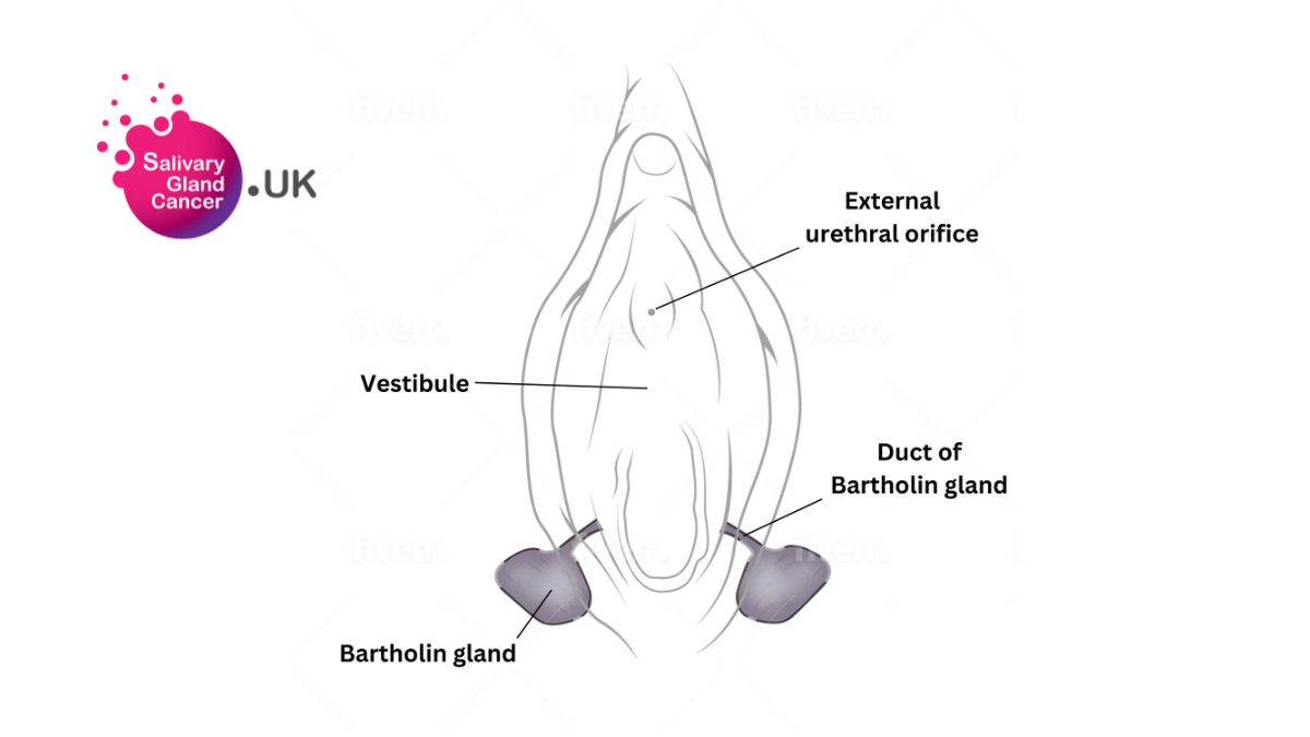 Secretory Glands - Bartholin's Gland - Salivary Gland Cancer UK Secretory Glands - Bartholin's Gland - Salivary Gland Cancer UK